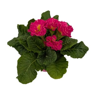 Primula Girls Delight 10,5 cm