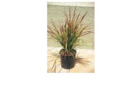 GROW by OBI Red Baron alangfű magasság kb. 20 cm - 30 cm cserép kb. 11 l