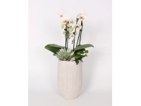 Orchidea kompozíció szürke beton kaspóban cserépátmérő: kb. 19 cm
