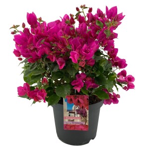 Bougainvillea cserépben lila virágokkal, kb. 55-60 cm magas.