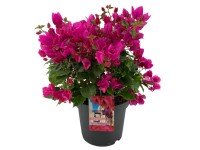 Murvafürt magasság kb. 55-60 cm cserépátmérő kb. 26 cm Bougainvillea