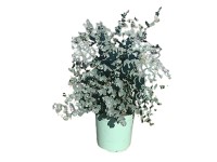 Eukaliptuszbokor magasság kb. 20-40 cm cserépátmérő kb. 17 cm Eucalyptus cinerea Eukaliptuszbokor magasság kb. 20-40 cm cserépátmérő kb. 17 cm Eucalyptus cinerea