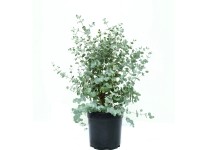 GROW by OBI Azura eukaliptusz mag. kb. 30-40 cm cserép kb. 5 l Eucalyptus gunnii GROW by OBI Azura eukaliptusz mag. kb. 30-40 cm cserép kb. 5 l Eucalyptus gunnii
