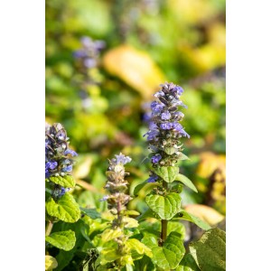 Virágzó kék indás ínfű (Ajuga reptans) cserépben, a GROW by OBI-tól.