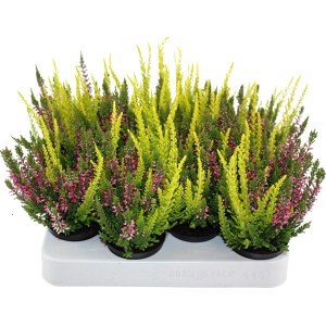 Hangafű Beauty Ladies Mini Trio cserépben, Calluna vulgaris, színes virágokkal és lombbal.