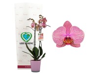 GROW by OBI Fehér lepkeorchidea Fehér üvegcserépben cserépátmérő kb. 12 cm