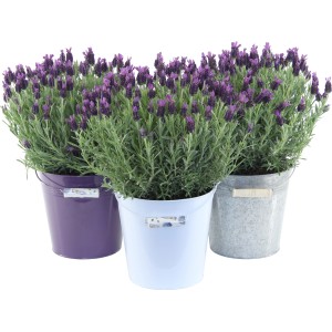 Három Lavandula Anouk növény cserépben (lila, fehér, szürke).