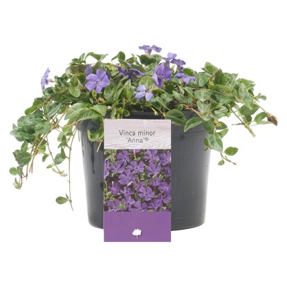 Kis meténg magasság kb. 5 cm - 10 cm cserép kb. 1,5 l Vinca