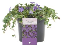 Kis meténg magasság kb. 5 cm - 10 cm cserép kb. 1,5 l Vinca Kis meténg magasság kb. 5 cm - 10 cm cserép kb. 1,5 l Vinca