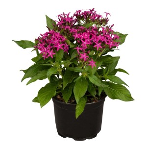 Sárga napraforgó cserépben (kb. 17 cm) nagy, sárga virágokkal.