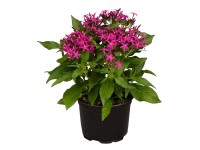OBI egyiptomi csillagcsokor cserépátmérő kb. 13 cm Pentas lanceolata OBI egyiptomi csillagcsokor cserépátmérő kb. 13 cm Pentas lanceolata