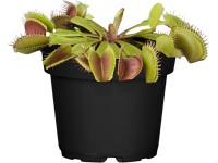 Vénusz légycsapója cserépátmérő: kb. 12 cm Dionaea Vénusz légycsapója cserépátmérő: kb. 12 cm Dionaea