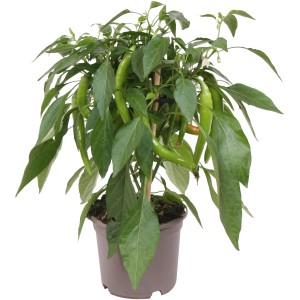 GROW by OBI Hot Chili Pick & Joy chili paprika cserépben, zöld paprikákkal és levelekkel.