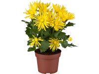 Krizantém Krizantém