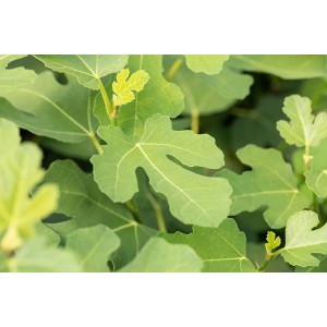 Közelkép egy fügefa (Ficus carica) zöld lombjáról.