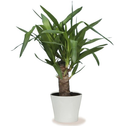 Scheurich 808 Panna virágcserép, Ø 19 cm, jukkával fehér cserépben.