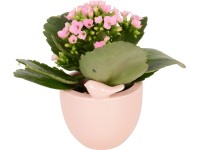 Korallvirág madaras kerámia kaspóban cserépátmérő: kb. 6 cm