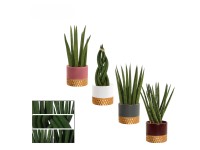 Anyósnyelvfajták kerámia cserépben cserépátm. kb. 9 cm Sansevieria Cylindrica