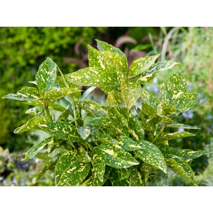 OBI japán babérsom "Crotonifolia Gold" magassága kb. 40 cm cserepe kb. 5 l Aucub