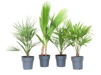 GROW by OBI Pálmakeverék Magasság 30 cm Cserép kb. 3 liter