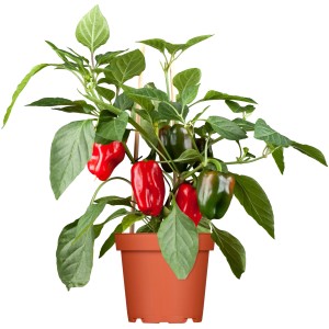 Paprika növény cserépben, piros és zöld paprikákkal.