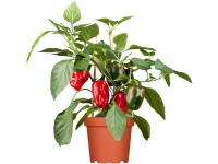 Paprika, cserépátmérő: kb. 9 cm, Capsicum