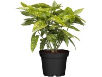 OBI japán babérsom OBI japán babérsom