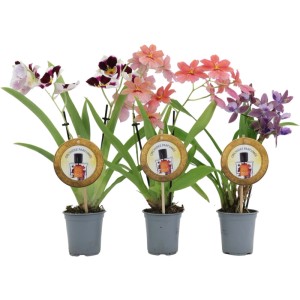 GROW by OBI Parfumée illatos orchidea többféle színben, 9 cm-es cserépben.