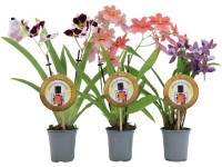 GROW by OBI illatos orchidea 