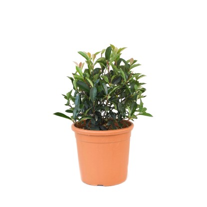 GROW by OBI "Carré Rouge" korallberkenye kb. 25 cm cserép 10 l Photinia fraseri