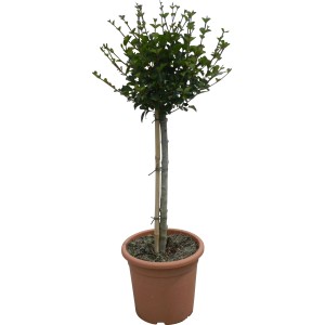 Kínai törpe orgona Palibin cserépben, kb. 70 cm magas, zöld levelek.