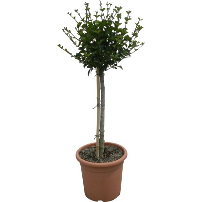 Kínai törpe orgona Palibin cserépben, kb. 70 cm magas, zöld levelek.