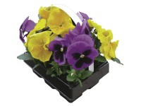 Árvácska (Viola wittrockiana) nagyvirágú