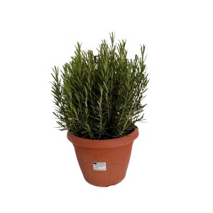 XXL rozmaring bokor cserépben (Ø 27cm). Rosmarinus officinalis, népszerű fűszernövény.