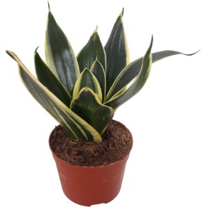 Sansevieria Hahnii barna cserépben, egy könnyen kezelhető zöld növény sárga-zöld levelekkel.