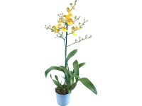 Lepkekosbor egyszárú sárga cserépátmérő: kb. 12 cm Oncidium Lepkekosbor egyszárú sárga cserépátmérő: kb. 12 cm Oncidium