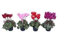 Mini perzsa ciklámen Mini perzsa ciklámen