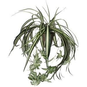 Klorofitum műnövény cserépben, 45 cm magas. Dekoratív szobanövény zöld-fehér levelekkel.