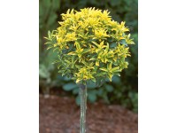 OBI japán kecskerágó OBI japán kecskerágó