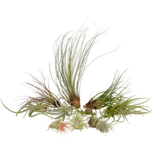 Tillandsia Mix: Dekoratív, könnyen kezelhető léggyökér különböző fajtákban.