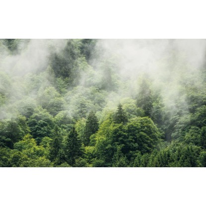 Komar vlies fotótapéta Forest Land 400 cm x 250 cm
