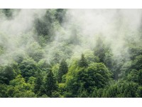 Komar vlies fotótapéta Forest Land 400 cm x 250 cm