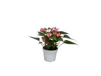 Anthurium Matata Rózsaszín szobanövény cserépátmérő kb. 10,5 cm Anthurium Matata Rózsaszín szobanövény cserépátmérő kb. 10,5 cm
