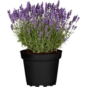 Levendula 'Hidcote Blue' cserépben, lila virágok, konyhai fűszernövény.