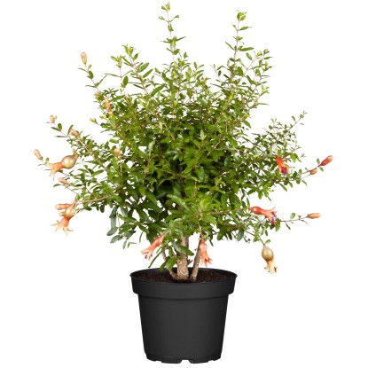 Gránátalmafa piros magasság kb. 75 cm cserépátmérő kb. 25 cm Punica granatum
