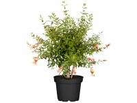 Gránátalmafa piros magasság kb. 75 cm cserépátmérő kb. 25 cm Punica granatum Gránátalmafa piros magasság kb. 75 cm cserépátmérő kb. 25 cm Punica granatum