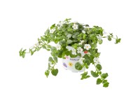 Wouters vízijácint választható színben cserépátmérő kb. 10,5 cm Bacopa Sutera
