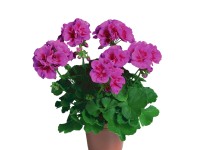 Különleges virágú muskátli 12 cm-es cserépben Különleges virágú muskátli 12 cm-es cserépben