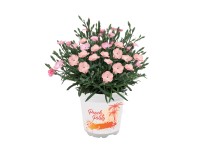 Törökszegfű Party barackszínű kb. 20 cm cserépátmérő kb. 10,5 cm