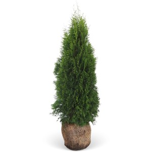 Smaragd tuja szett, 20 darab, kb. 180-200 cm magas, gyökérlabdás. Ideális sövénynövény.